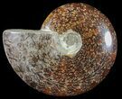 Polished, Agatized Ammonite (Cleoniceras) - Madagascar #54536-1